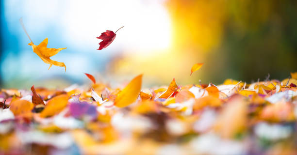 foglie cadute in autunno cura capelli