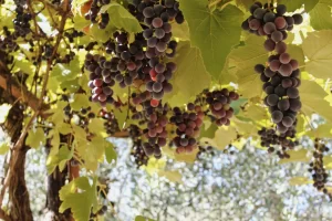 antiossidanti per la pelle di uva matura che pende dalle travi in legno